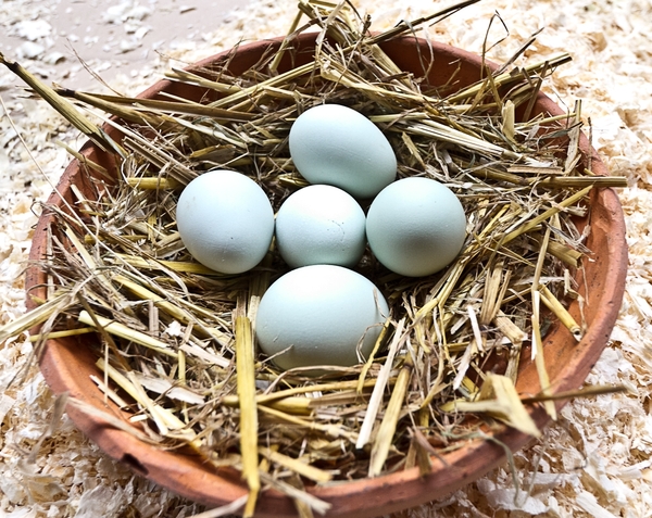 142-Eieren_01_111113