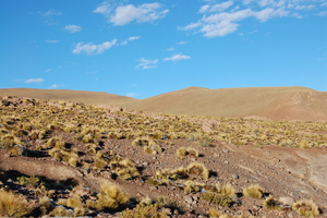 Calama 428