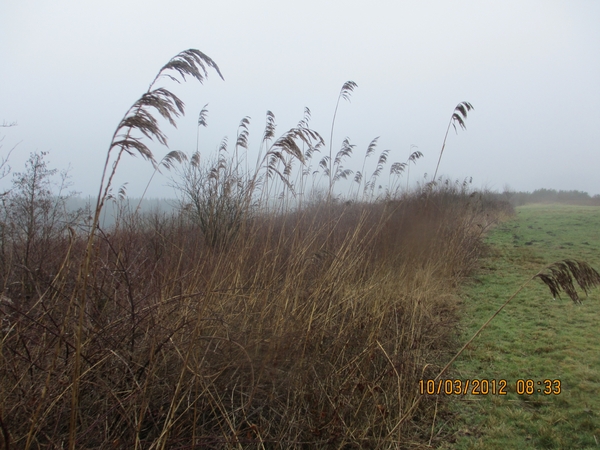 Wekeromsezand, 10 maart 2012 009