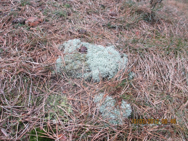 Wekeromsezand, 10 maart 2012 017