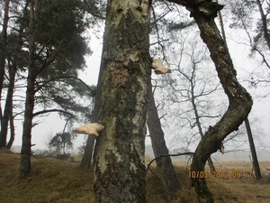 Wekeromsezand, 10 maart 2012 037