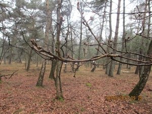 Wekeromsezand, 10 maart 2012 044