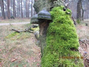 Wekeromsezand, 10 maart 2012 049