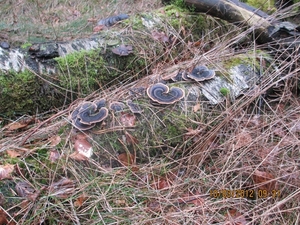 Wekeromsezand, 10 maart 2012 050