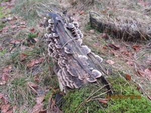 Wekeromsezand, 10 maart 2012 052