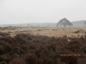 Wekeromsezand, 10 maart 2012 056