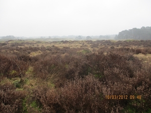 Wekeromsezand, 10 maart 2012 058
