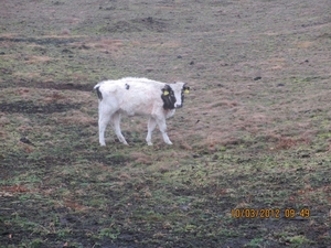 Wekeromsezand, 10 maart 2012 059