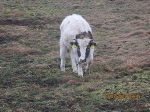 Wekeromsezand, 10 maart 2012 060