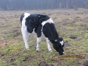 Wekeromsezand, 10 maart 2012 062