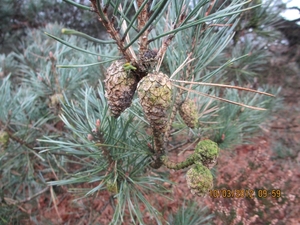 Wekeromsezand, 10 maart 2012 068