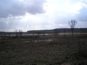 Bijna venen landschap in de kempen