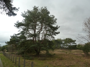 2012-01-03 JanMed Balen (4)