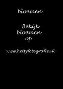 bloemen
