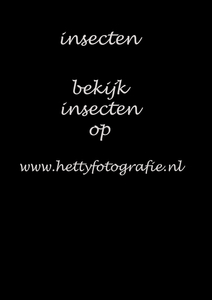 insecten