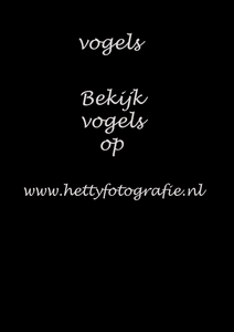 vogels