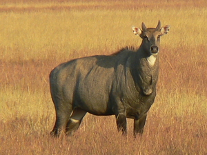 Velavadar National Park