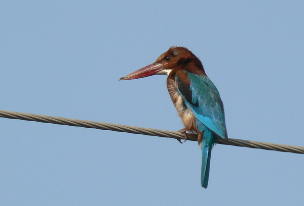 ijsvogel