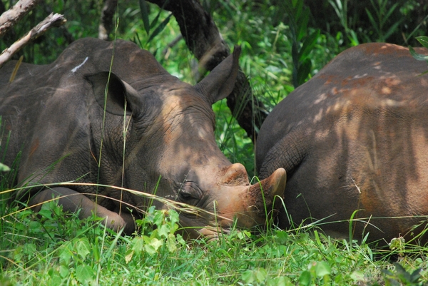 D3Entebbe_Murchison Falls (38)