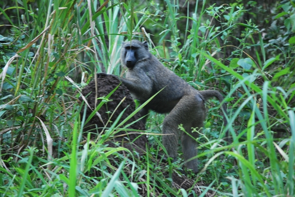 D3Entebbe_Murchison Falls (39)