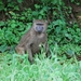 D3Entebbe_Murchison Falls (48)