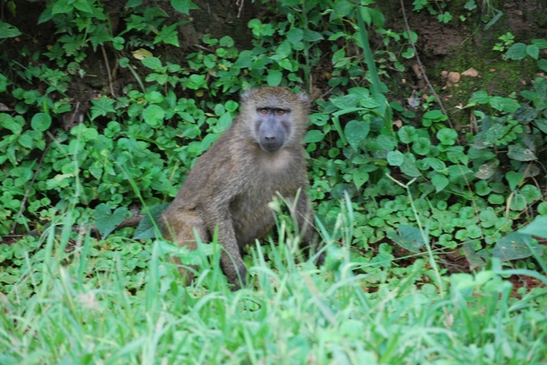 D3Entebbe_Murchison Falls (48)