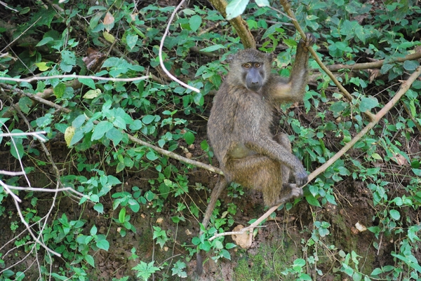 D3Entebbe_Murchison Falls (6)