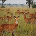 D4 Murchison Falls (10)