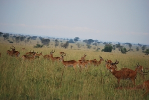 D4 Murchison Falls (11)