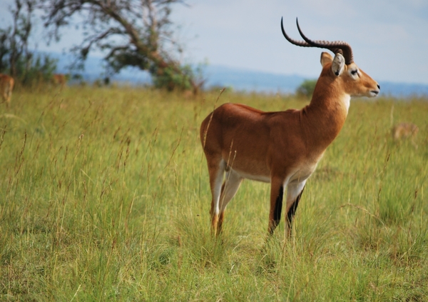 D4 Murchison Falls (21)