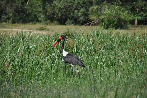 D4 Murchison Falls (49)