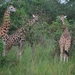 D4 Murchison Falls (5)