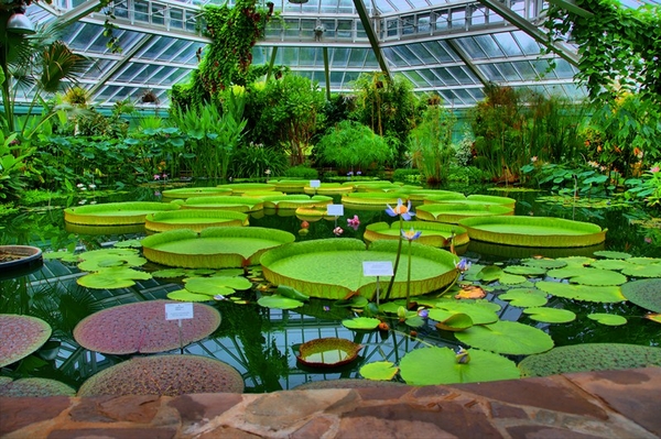 hdr tropische kas nat. plantentuin Meise