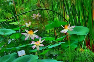 hdr tropische kas nat. plantentuin Meise]