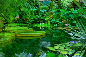 hdr tropische kas nat. plantentuin Meise