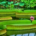 hdr tropische kas nat. plantentuin Meise