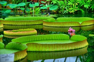 hdr tropische kas nat. plantentuin Meise