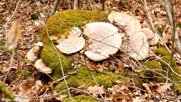 marche Adeps wandeling Houyet Ardennen