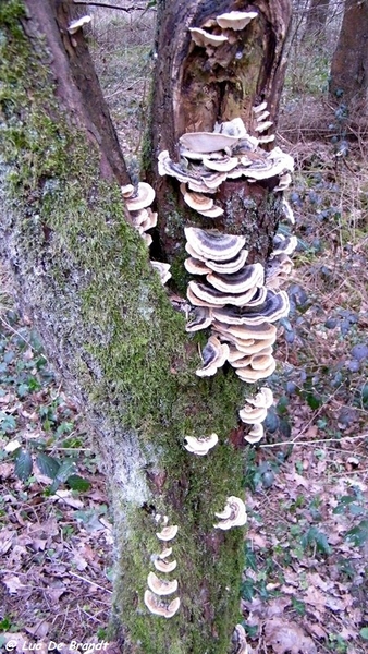 marche Adeps wandeling Houyet Ardennen