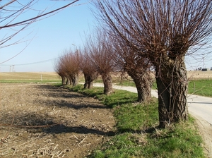 Gavere Maart 2012 007