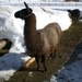 Lama