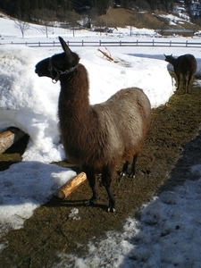 Lama