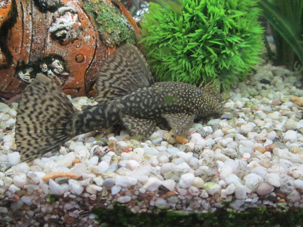 IMG_0044onze aqwarium de ruiten kuiser