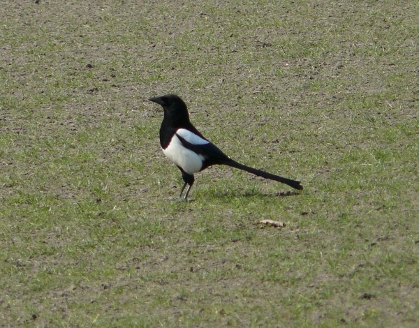 het plein is terug voor de natuur