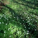 't Is lente en 't mag gezien worden