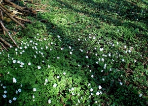 't Is lente en 't mag gezien worden