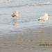 Zandvoort, 21maart 2012, 30 km. wandeltocht 016