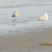 Zandvoort, 21maart 2012, 30 km. wandeltocht 016