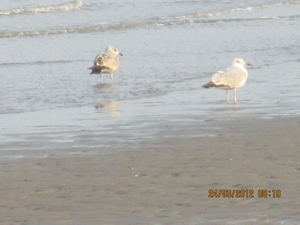 Zandvoort, 21maart 2012, 30 km. wandeltocht 016