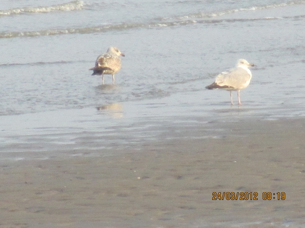 Zandvoort, 21maart 2012, 30 km. wandeltocht 016